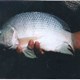 Tilapia stirling.jpg